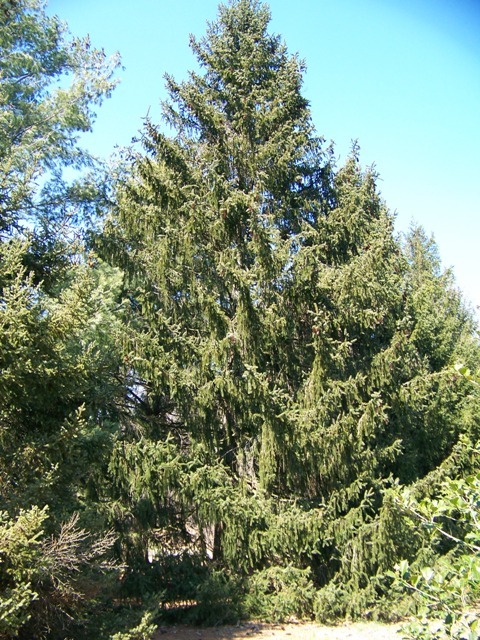 Norway Spruce tree