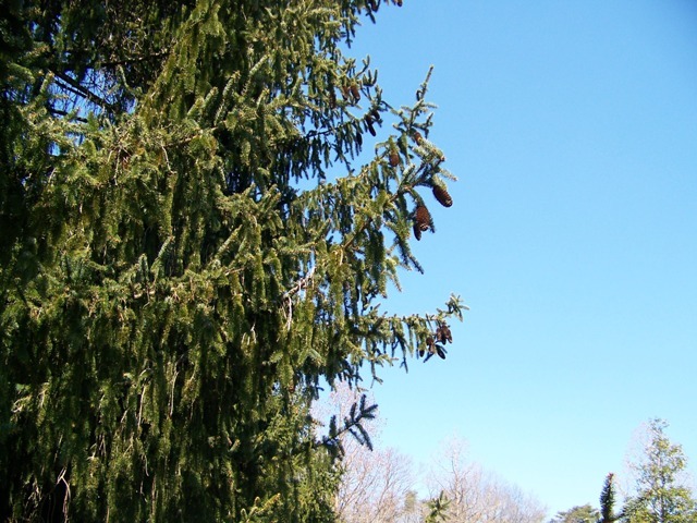 Norway Spruce tree branches