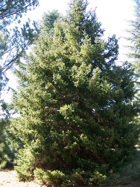 White Spruce tree