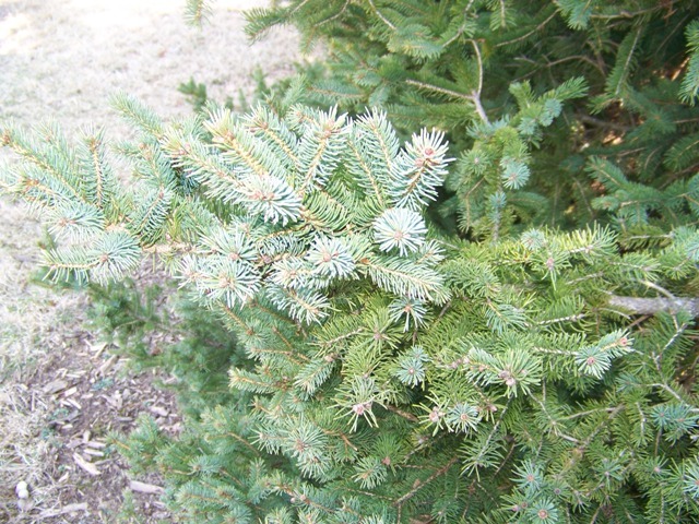 White Spruce tree branch