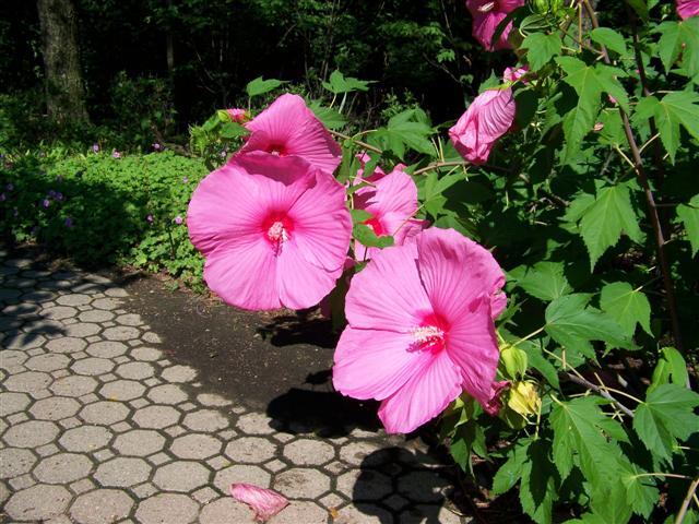 Pink Cloud Rose Mallow flowers