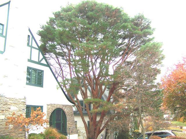 Tanyosho Pine tree