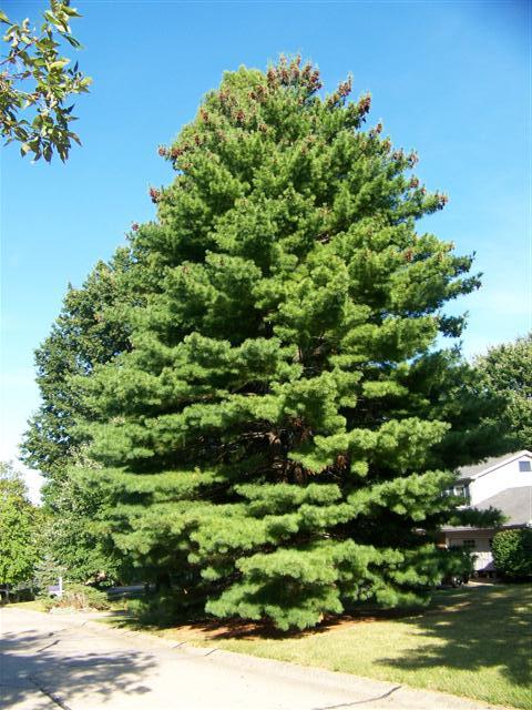 Eastern White Pine tree