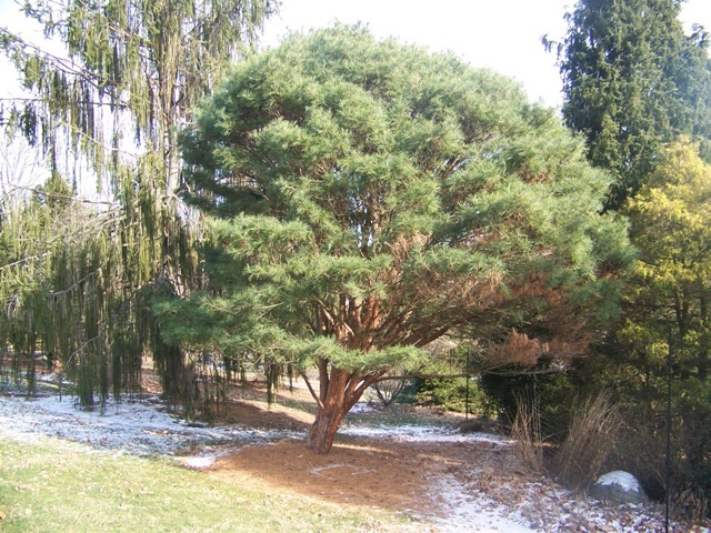 Tanyosho Pine tree