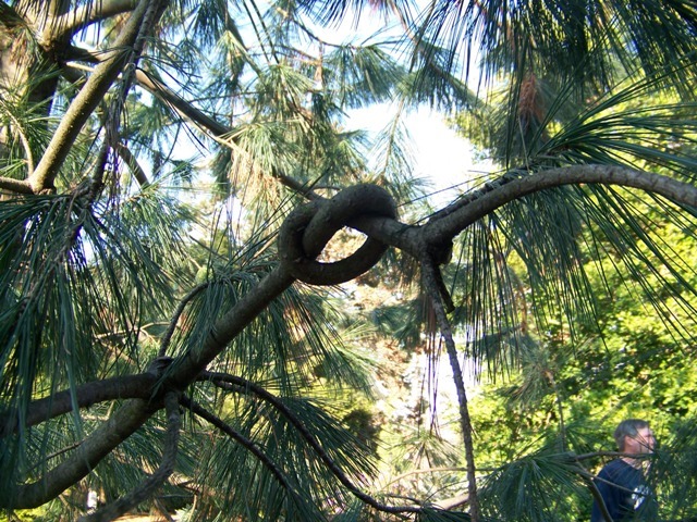 close-up of pine branch