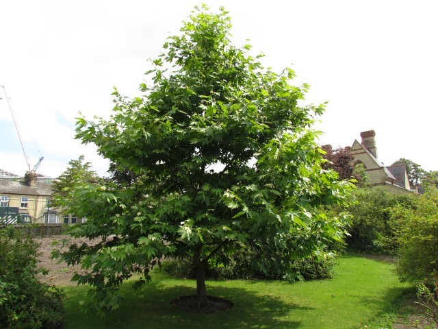 Oriental Plane tree