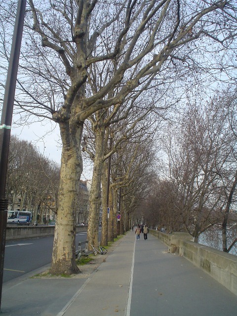 London Planetree lined up on road