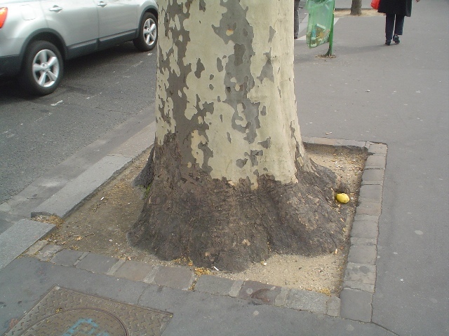 London Planetree trunk