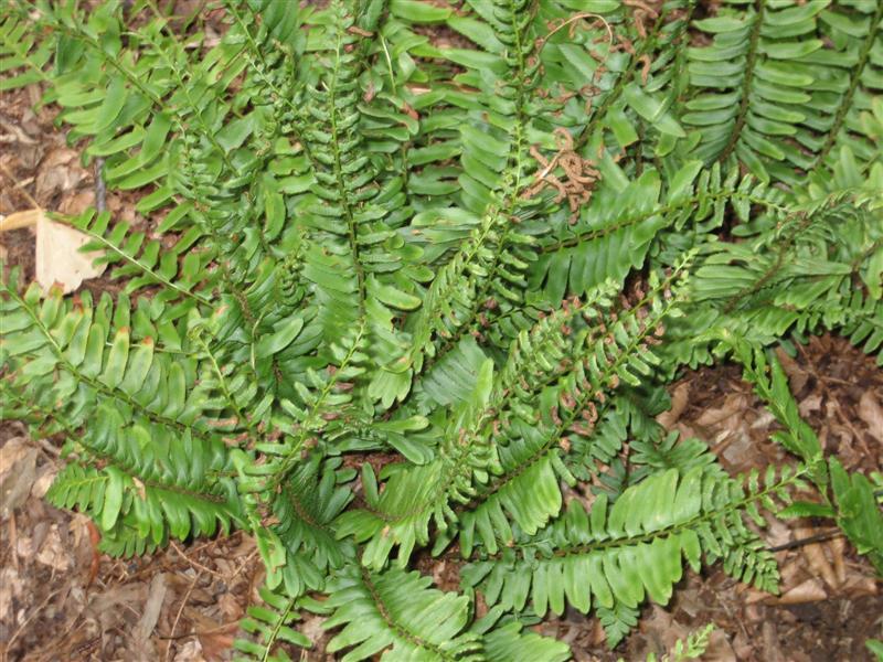 Christmas Fern