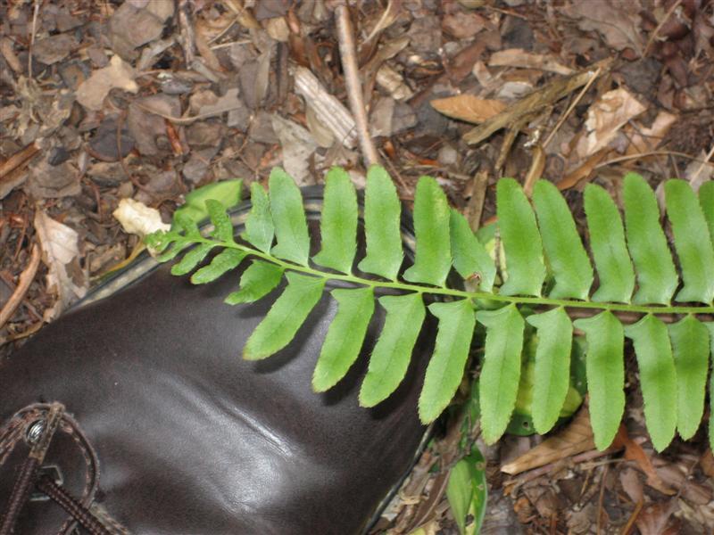 Christmas Fern branch close-up