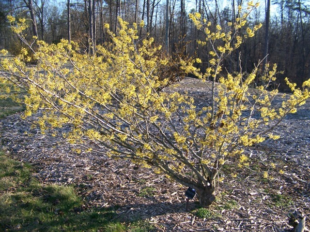 Princeton Gold Chinese Witchhazel shrub