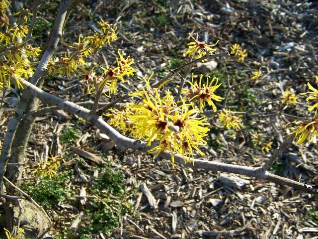 Princeton Gold Chinese Witchhazel branch with buds