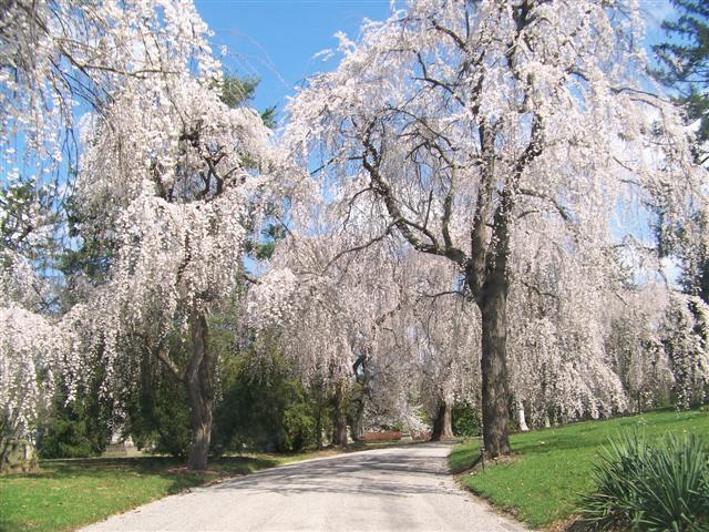 Weeping Cherry trees