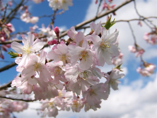 Autumn Flowering Higan Cherry flowers