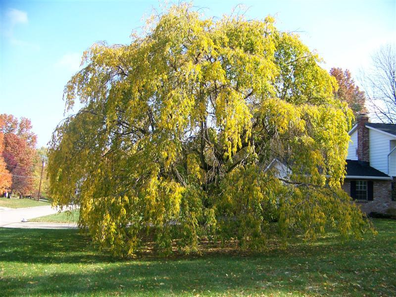 Weeping Cherry tree