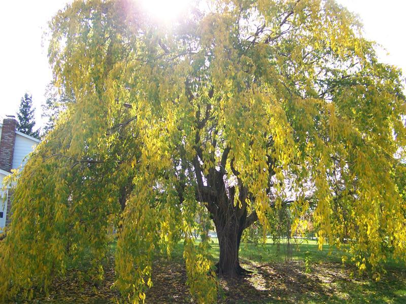 Weeping Cherry tree