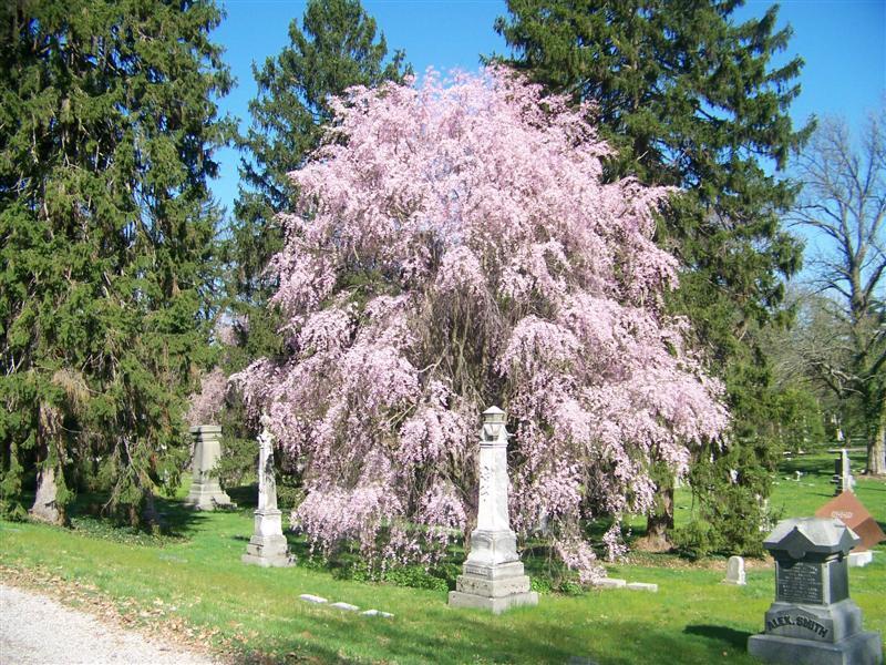 Weeping Cherry tree in cemetery