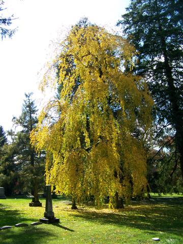 Weeping Cherry tree in cemetery