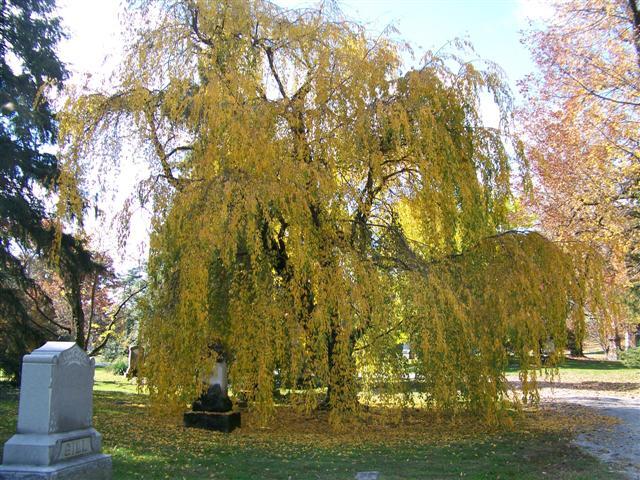 Weeping Cherry tree in cemetery