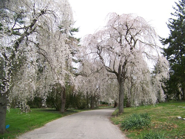 Weeping Cherry trees