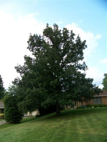 Swamp White Oak tree