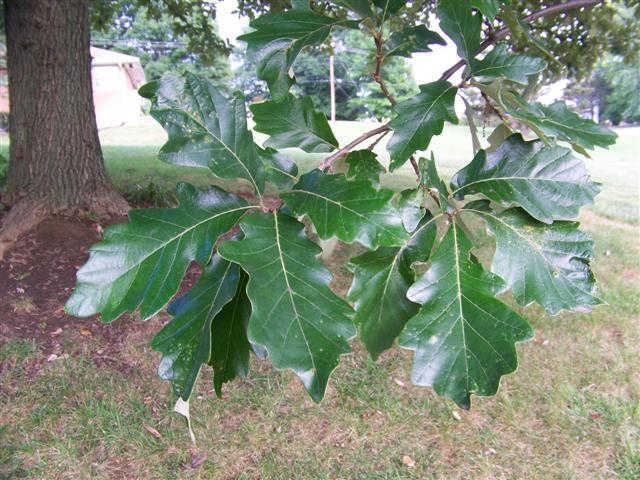 Swamp White Oak leaves