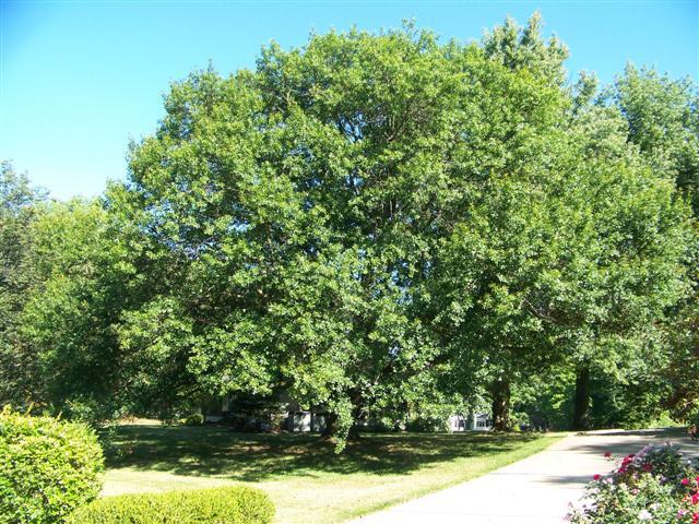 Water Oak trees