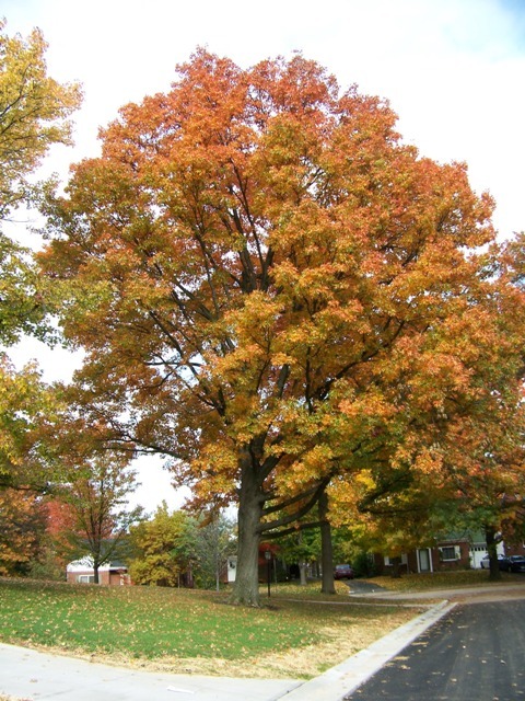 Yellowish orange Pin Oak tree