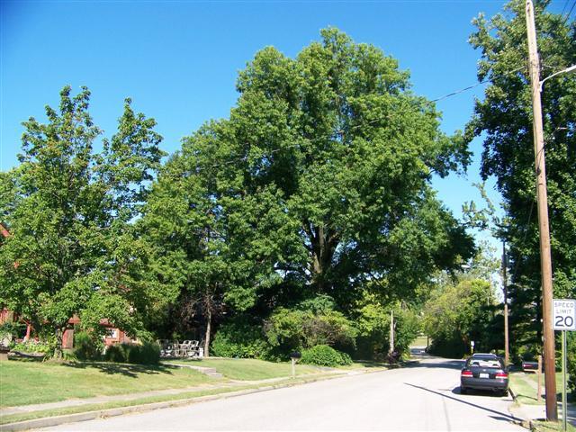 Pin Oak trees