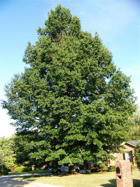 Pin Oak tree