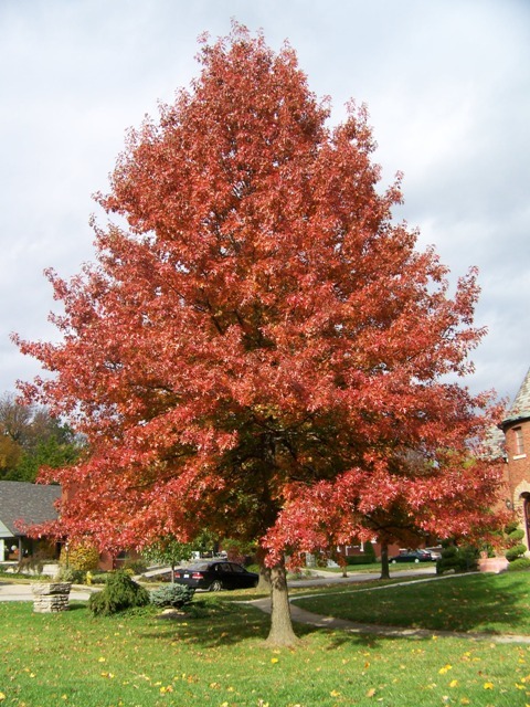 Red Pin Oak tree