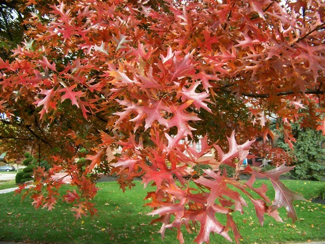 Red Pin Oak leaves