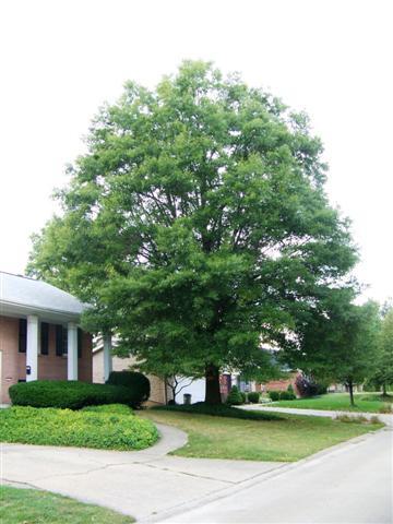 Willow Oak tree