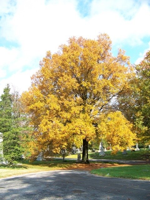 Willow Oak tree