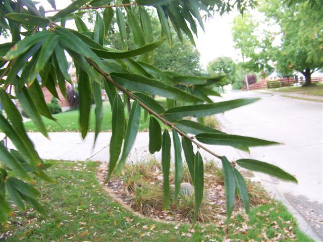 Willow Oak tree branch