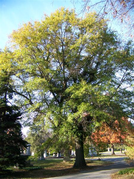 Water Oak tree