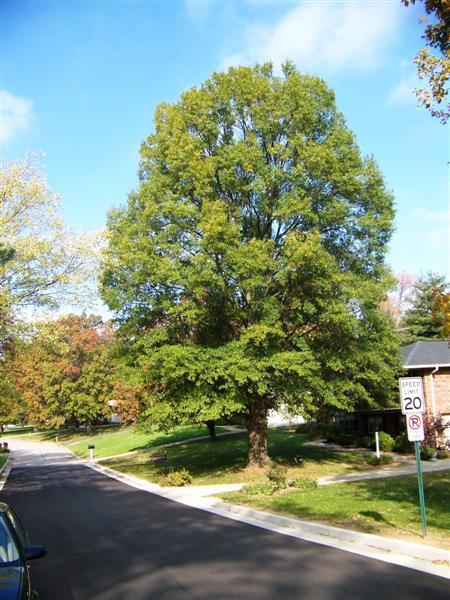 Willow Oak tree