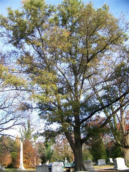 Water Oak tree