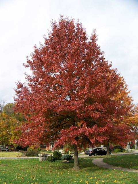 Red Pin Oak tree