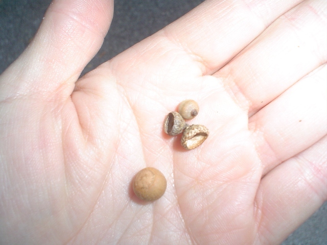 Acorn and acorn tops in hand