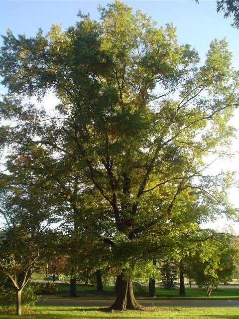 Willow Oak tree