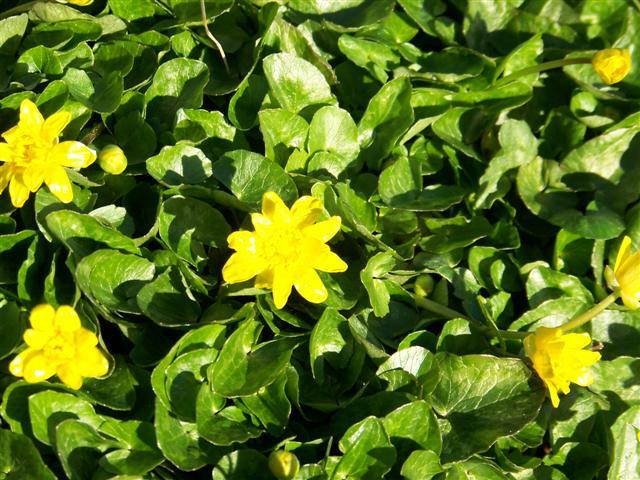 Lesser Celandine yellow flowers