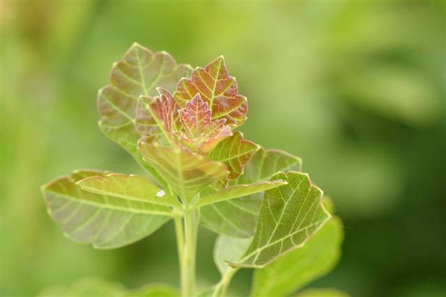 Gro-Low Fragrant Sumac leaves