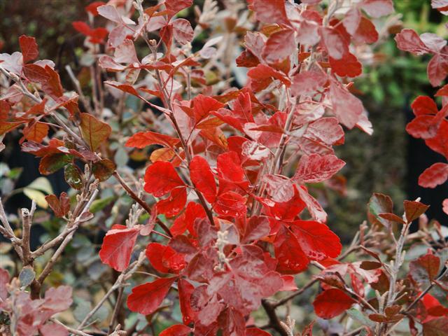 Red Gro-Low Fragrant Sumac