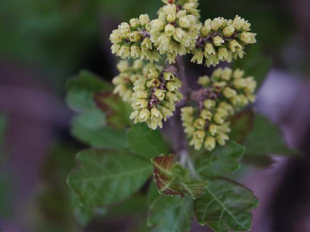 Gro-Low Fragrant Sumac buds