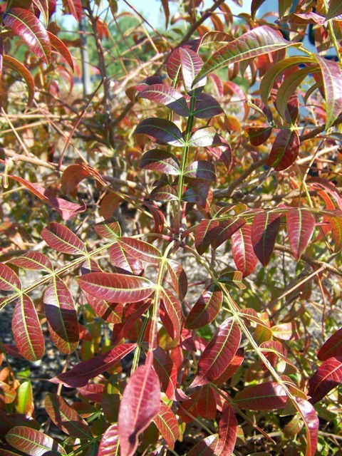 Dwarf Sumac leaves