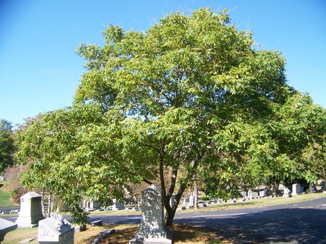 September Beauty Sumac