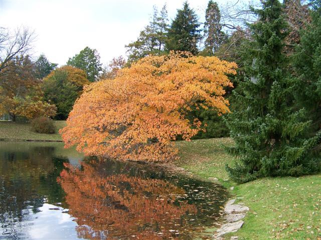 Orange September Beauty Sumac