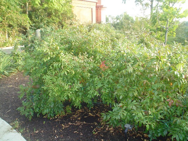 Dwarf Sumac