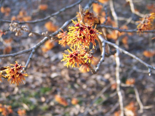 Sashet Vernal Witchhazel